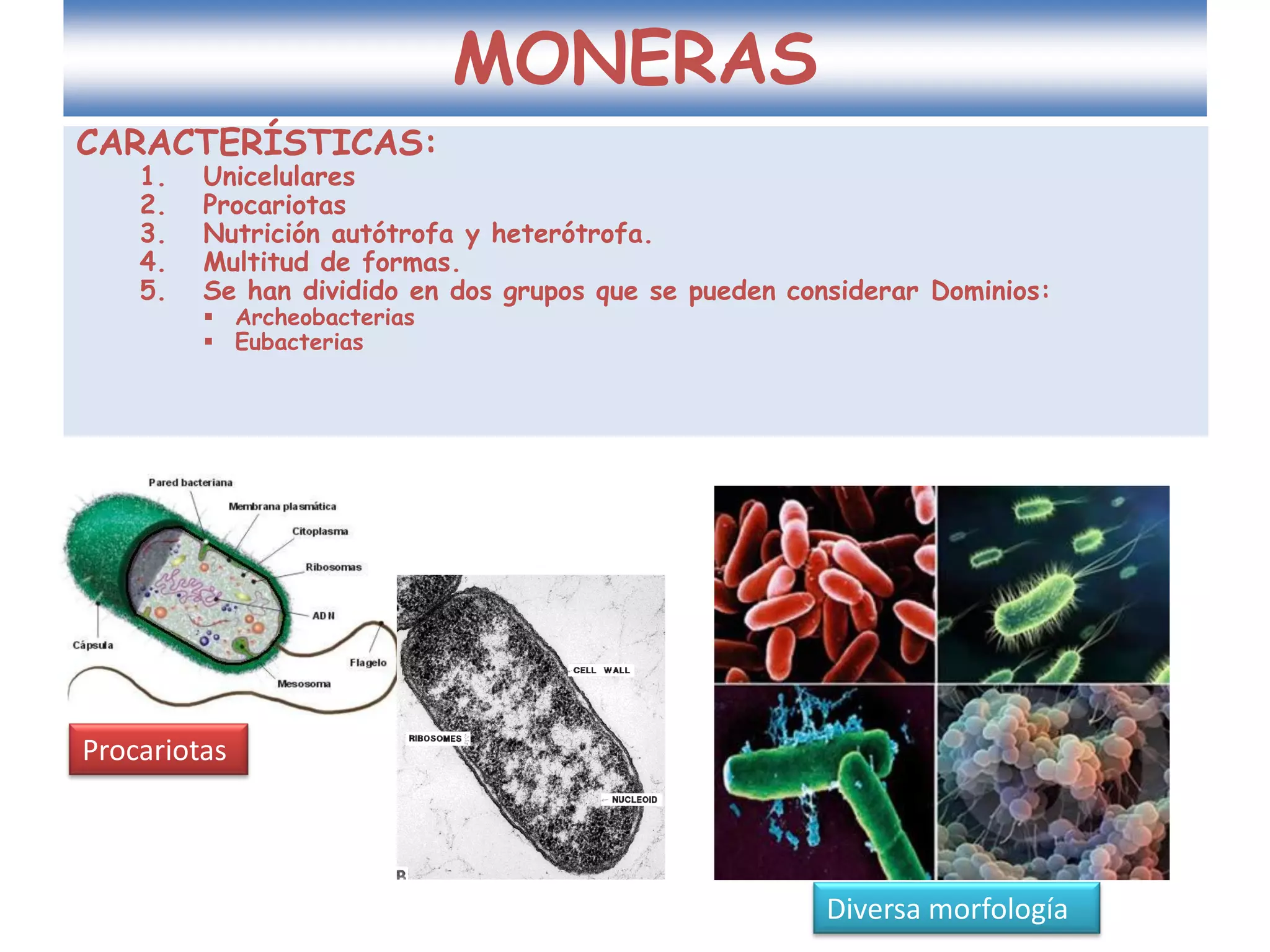 Los dominios archeobacteria y eubacteria. reino monera | PDF