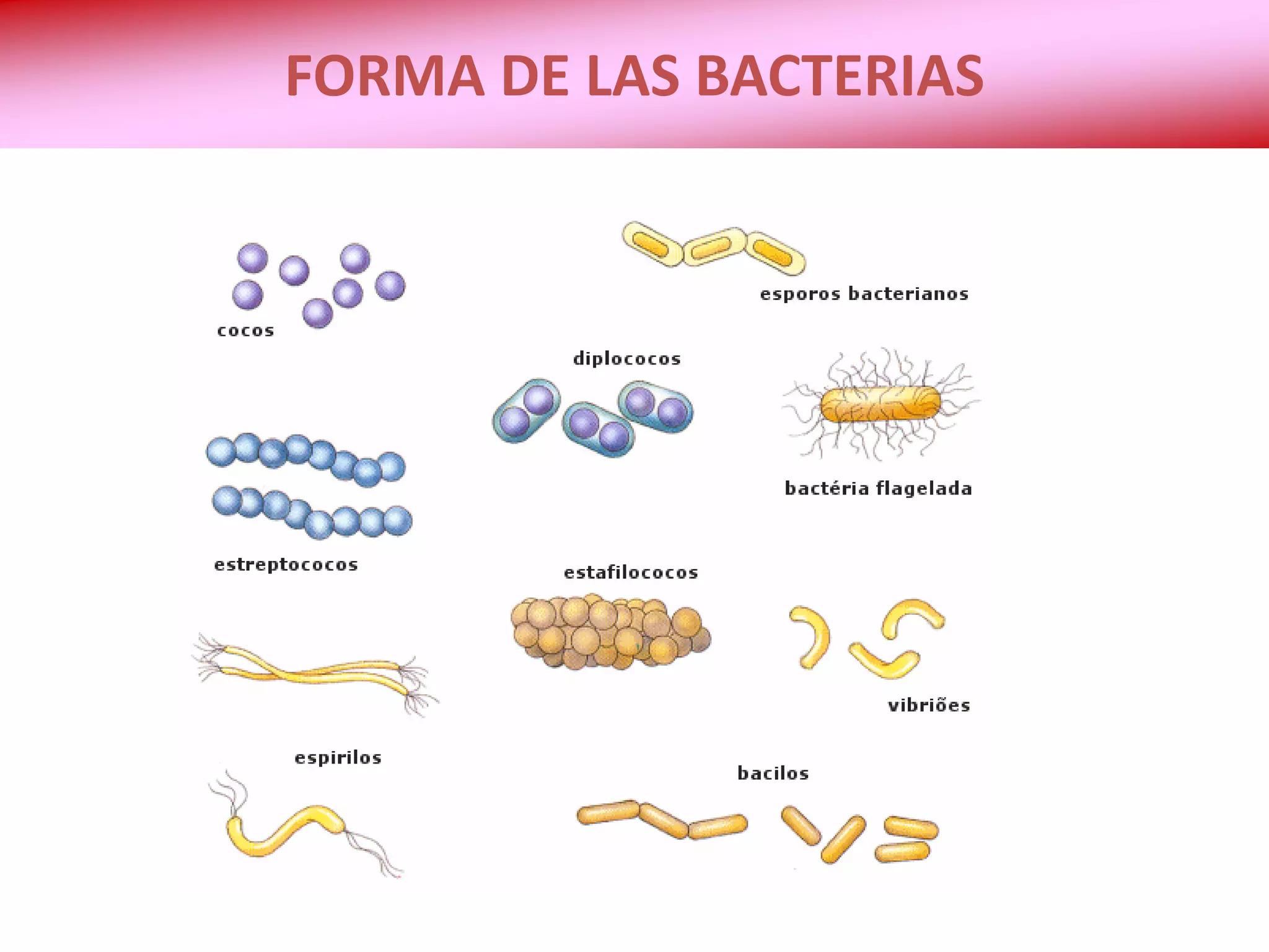 Los dominios archeobacteria y eubacteria. reino monera | PDF