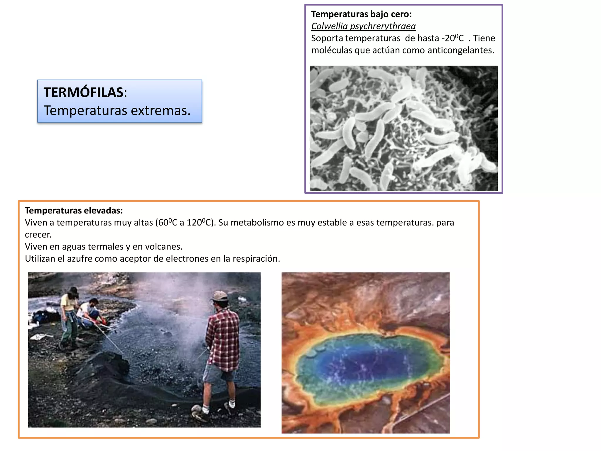 Los dominios archeobacteria y eubacteria. reino monera | PDF