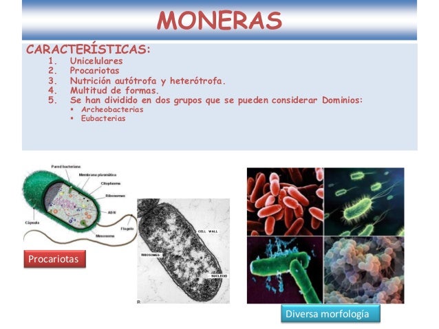 Los dominios archeobacteria y eubacteria. reino monera