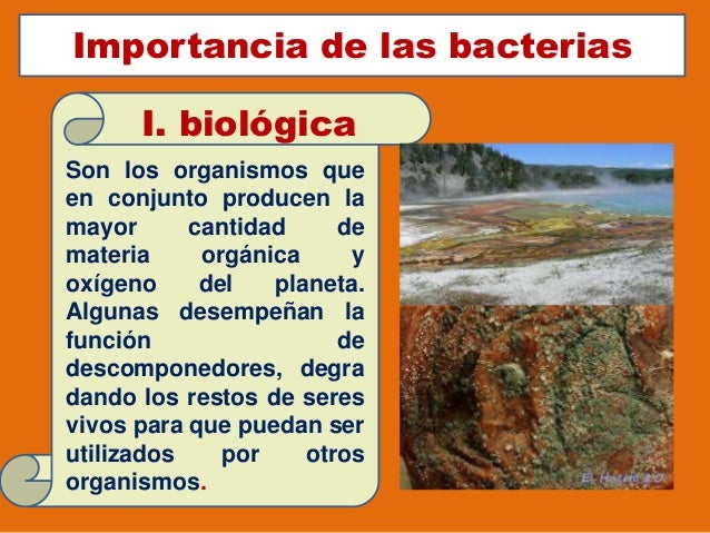 Los dominios biológicos Los dominios biológicos