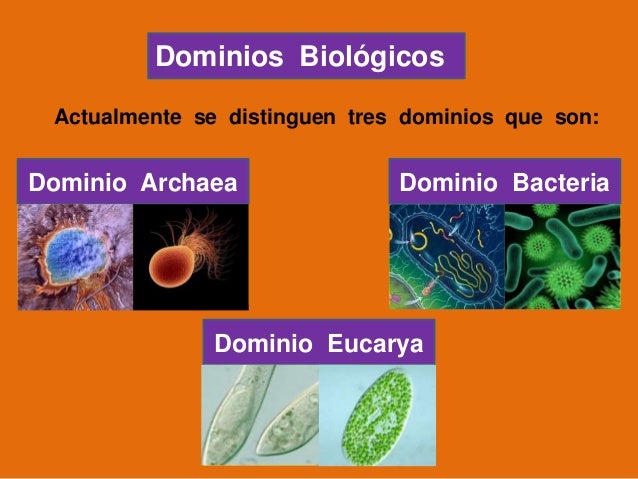 Los dominios biológicos