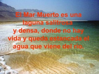 El Mar Muerto es una
      laguna salitrosa
  y densa, donde no hay
vida y queda estancada el
  agua que viene del río.
 