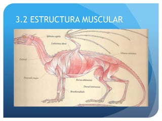 3.2 ESTRUCTURA MUSCULAR
 