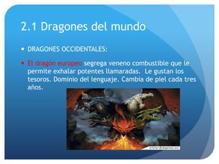2.1 Dragones del mundo
 DRAGONES OCCIDENTALES:
 El dragón europeo segrega veneno combustible que le
permite exhalar potentes llamaradas. Le gustan los
tesoros. Dominio del lenguaje. Cambia de piel cada tres
años.
 
