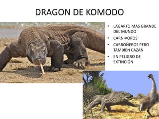 DRAGON DE KOMODO
• LAGARTO MAS GRANDE
DEL MUNDO
• CARNIVOROS
• CARROÑEROS PERO
TAMBIEN CAZAN
• EN PELIGRO DE
EXTINCIÓN
 