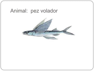 Animal:  pez volador  