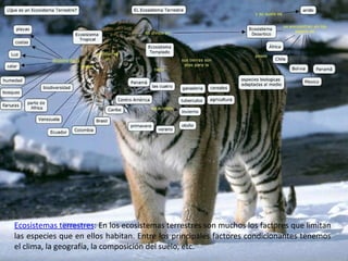 Ecosistemas terrestres : En los ecosistemas terrestres son muchos los factores que limitan las especies que en ellos habitan. Entre los principales factores condicionantes tenemos el clima, la geografía, la composición del suelo, etc. 