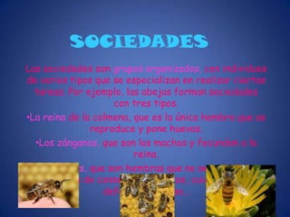 Omnívoros, si se alimentan tanto de plantas como de animales.