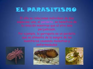 DESCOMPONEDORESLos descomponedores son organismos heterótrofos que se alimentan descomponiendo  restos de seres vivos. Al descomponerlos obtienen:Sustancias, que absorben y que utilizan para alimentarse