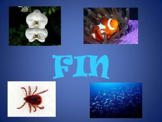 AGRUPACIONESEn las agrupaciones, se reúnen numerosos individuos para defenderse de los depredadores, para reducirse…Por ejemplo, los peces forman grupos llamados bancos; Las aves, bandadas; los mamíferos, rebaños o manadas…