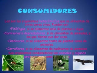 Adaptaciones de comportamiento. Son acciones como emigrar en invierno para evitar las bajas temperaturas, excavar una madriguera para obtener un refugio…RELACIONES ALIMENTARIAS EN EL ECOSISTEMALas relaciones alimentarias de un ecosistema depende del tipo de alimentación que tenga cada uno de los seres vivos que lo habitan. Según esto, en todo ecosistema hay seres productores, consumidores y descomponedores: