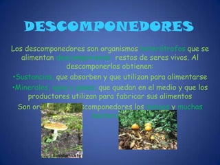 PRODUCTORESLos productores son los organismos autótrofos. Es decir seres vivos, como las plantas, las algas y algunas bacterias que fabrican sus alimentos  a partir de sustancias como el dióxido de carbono, el agua y los minerales.Al ser los únicos capaces de fabricar alimentos, los productores son la base de la alimentación  de todo el ecosistema
