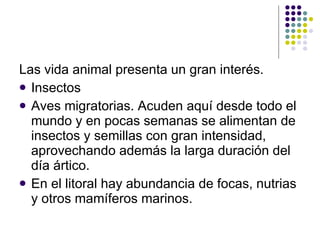 Las vida animal presenta un gran interés.  Insectos Aves migratorias. Acuden aquí desde todo el mundo y en pocas semanas se alimentan de insectos y semillas con gran intensidad, aprovechando además la larga duración del día ártico.  En el litoral hay abundancia de focas, nutrias y otros mamíferos marinos.  