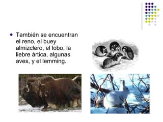 También se encuentran el reno, el buey almizclero, el lobo, la liebre ártica, algunas aves, y el lemming. 