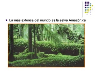 La más extensa del mundo es la selva Amazónica 
