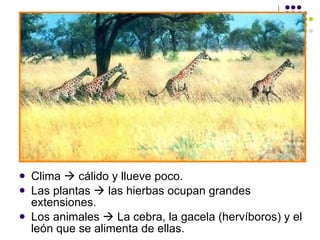 Clima    cálido y llueve poco. Las plantas    las hierbas ocupan grandes extensiones. Los animales    La cebra, la gacela (hervíboros) y el león que se alimenta de ellas. 