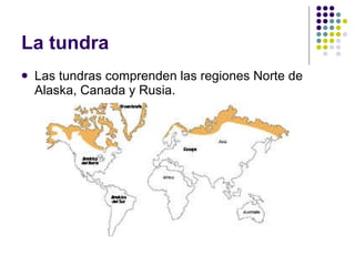 La tundra Las tundras comprenden las regiones Norte de Alaska, Canada y Rusia.  