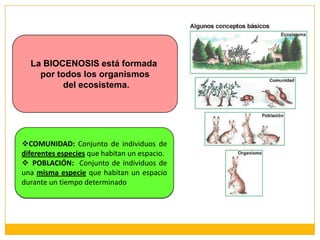 La BIOCENOSIS está formada por todos los organismosdel ecosistema.COMUNIDAD: Conjunto de individuos de diferentes especies que habitan un espacio.