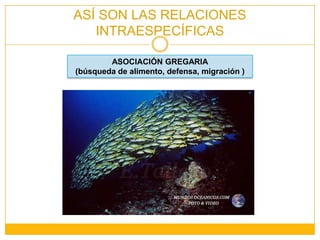ASÍ SON LAS RELACIONES INTRAESPECÍFICASASOCIACIÓN GREGARIA(búsqueda de alimento, defensa, migración )