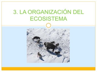 3. LA ORGANIZACIÓN DEL ECOSISTEMA