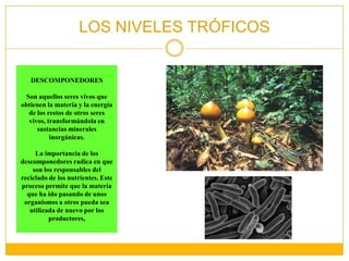 DESCOMPONEDORESSon aquellos seres vivos que obtienen la materia y la energía de los restos de otros seres vivos, transformándola en sustancias minerales inorgánicas.La importancia de los descomponedores radica en que son los responsables del reciclado de los nutrientes. Este proceso permite que la materia que ha ido pasando de unos organismos a otros pueda sea utilizada de nuevo por los productores,LOS NIVELES TRÓFICOS