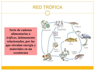 Serie de cadenas alimentarias o tróficas, íntimamente relacionadas, por las que circulan energía y materiales en un ecosistema RED TRÓFICA