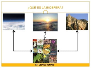 ¿QUÉ ES LA BIOSFERA?INTERACCIONAN