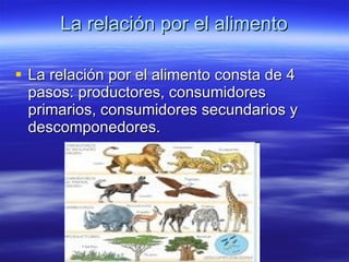 La relación por el alimento La relación por el alimento consta de 4 pasos: productores, consumidores primarios, consumidores secundarios y descomponedores. 