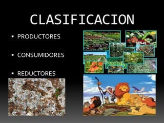 CLASIFICACIONPRODUCTORESCONSUMIDORESREDUCTORES