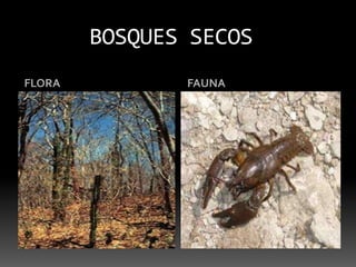 BOSQUES SECOSFLORAFAUNA