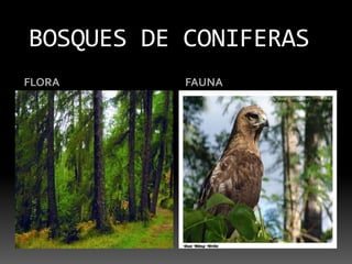 BOSQUES DE CONIFERASFLORAFAUNA