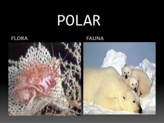 POLARFLORAFAUNA