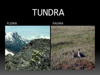 TUNDRAFLORAFAUNA