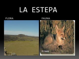 LA ESTEPAFLORAFAUNA