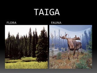 TAIGAFLORAFAUNA