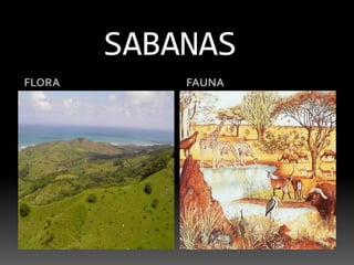 SABANASFLORAFAUNA