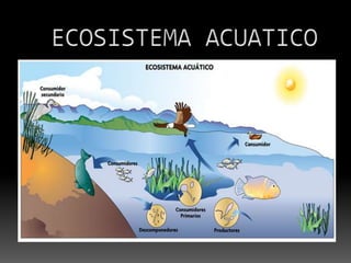 ECOSISTEMA ACUATICO