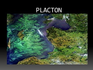 PLACTON