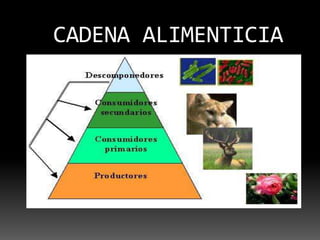 CADENA ALIMENTICIA
