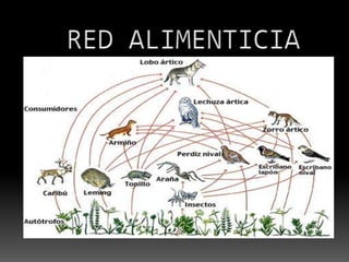 RED ALIMENTICIA