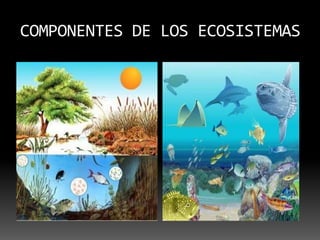 COMPONENTES DE LOS ECOSISTEMAS