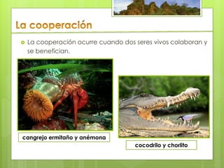    La cooperación ocurre cuando dos seres vivos colaboran y
    se benefician.




cangrejo ermitaño y anémona
                                     cocodrilo y chorlito
 
