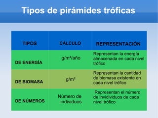 Tipos de pirámides tróficas


  TIPOS      CÁLCULO        REPRESENTACIÓN

                           Representan la energía
              g/m²/año     almacenada en cada nivel
DE ENERGÍA                 trófico

                           Representan la cantidad
                g/m²       de biomasa existente en
DE BIOMASA                 cada nivel trófico

                           Representan el número
             Número de     de invidividuos de cada
DE NÚMEROS    individuos   nivel trófico
 