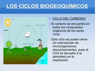 LOS CICLOS BIOGEOQUÍMICOS

             
                 CICLO DEL CARBONO
             - El carbono se encuentra en
                todos los compuestos
                orgánicos de los seres
                vivos.
             - Este ciclo se puede cerrar
                sin intervención de
                microorganismos
                descomponentes, pues el
                CO2 es devuelto a la
                atmósfera en la
                respiración.
 
