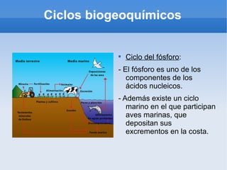 Ciclos biogeoquímicos


           
               Ciclo del fósforo:
           - El fósforo es uno de los
              componentes de los
              ácidos nucleicos.
           - Además existe un ciclo
              marino en el que participan
              aves marinas, que
              depositan sus
              excrementos en la costa.
 