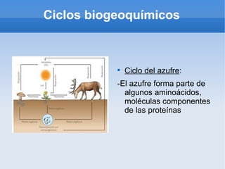 Ciclos biogeoquímicos



           
               Ciclo del azufre:
           -El azufre forma parte de
             algunos aminoácidos,
             moléculas componentes
             de las proteínas
 
