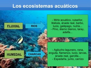 Los ecosistemas acuáticos

                       - Mirlo acuático, ruiseñor,
                      libélula, ánade real, barbo,
FLUVIAL    RIOS         lucio, galápago, nutria...
                     - Pino, álamo blanco, taray,
                                 adelfa...




                      - Agilucho lagunero, rana,
                    anguila, flamenco, lucio, larvas,
HUMEDAL   CHARCAS
                         ánade real, garcilla...
                      - Espadaña, junto, carrizo
 