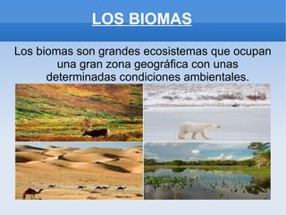 LOS BIOMAS
Los biomas son grandes ecosistemas que ocupan
        una gran zona geográfica con unas
      determinadas condiciones ambientales.
 