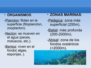 
    ÓRGANISMOS:               
                                  ZONAS MARINAS:
-Plancton: flotan en la       -Pelágica: zona más
  superficie (fitoplancton,     superficial (200m).
  zooplacton).
                              -Batial: más profunda
-Necton: se mueven en           (200-2000m).
  el agua (peces,
  moluscos, etc.).            -Abisal: zona de los
                                fondos oceánicos
-Bentos: viven en el            (+2000m).
  fondo( algas,
  esponjas..).
 